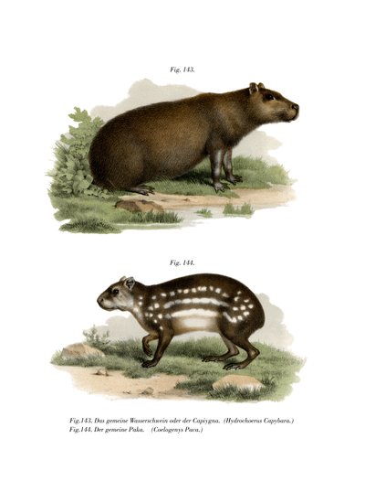 Capybara by German School